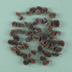 Casuarina denneappeltjes